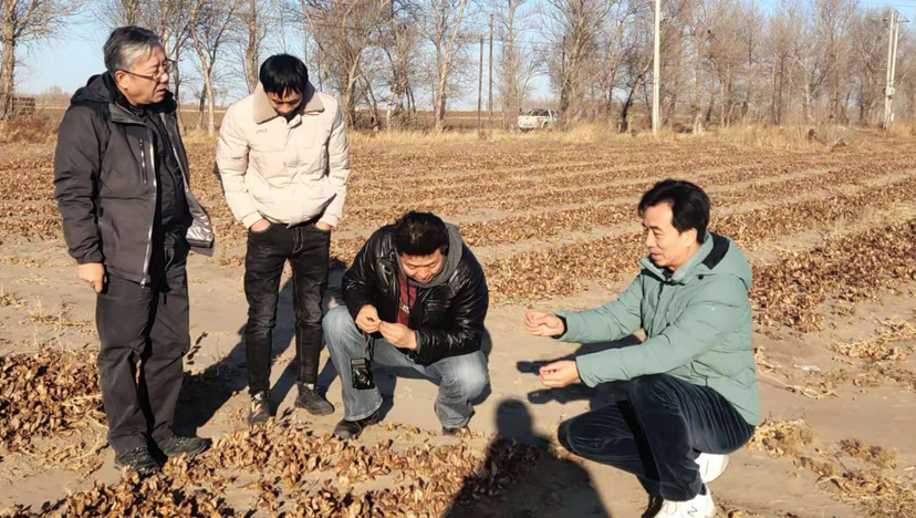 考察吉林大安沙棘種植基地